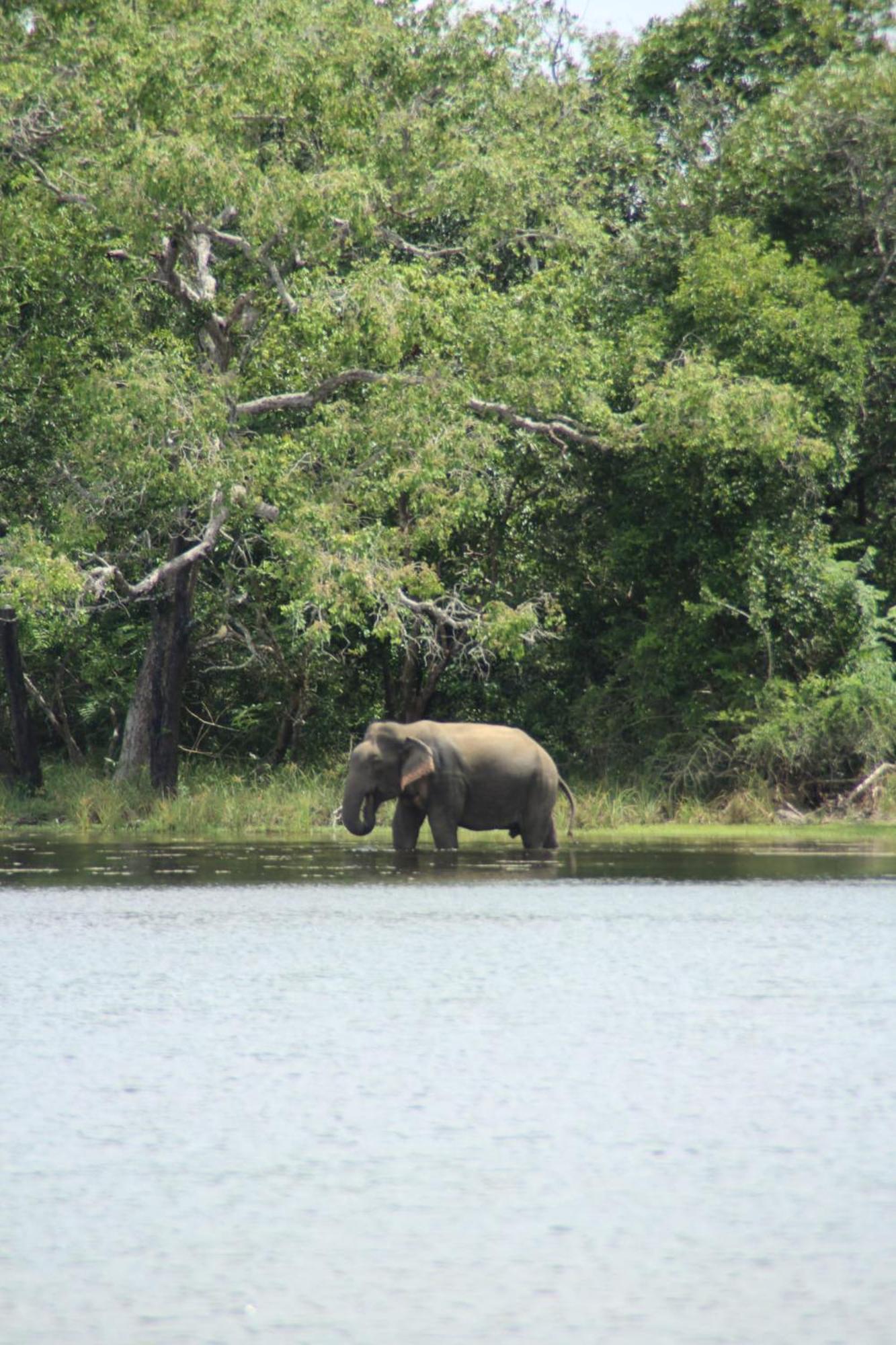 Goalma Family Holiday Resort & Restaurant Anuradhapura Luaran gambar